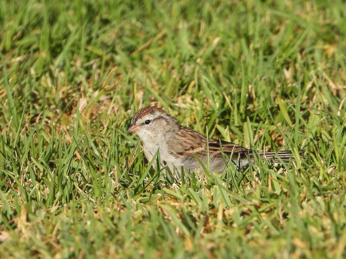 Chipping Sparrow - ML623863027