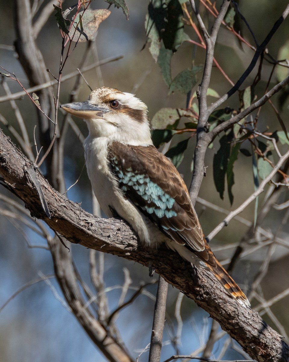 Laughing Kookaburra - Julie Clark