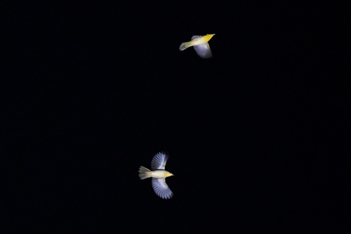 Common Yellowthroat - ML623863037