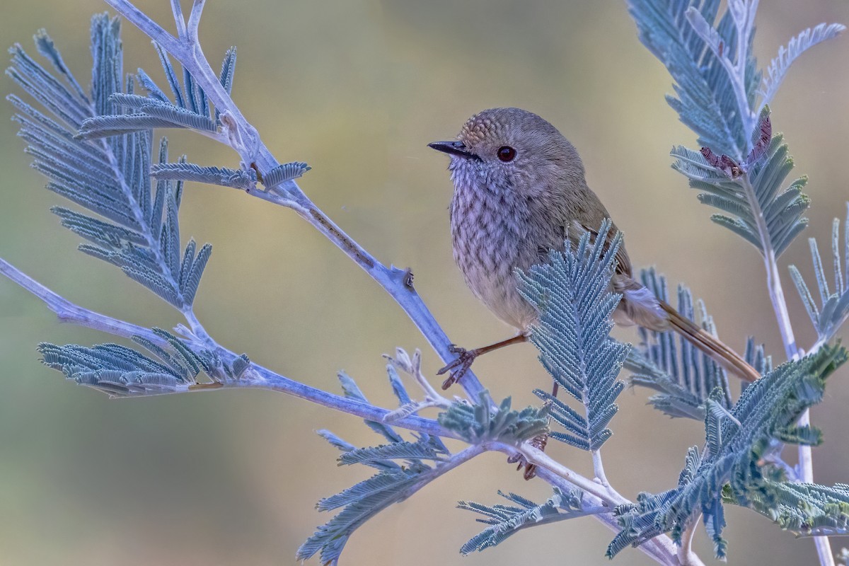 Brown Thornbill - ML623863041