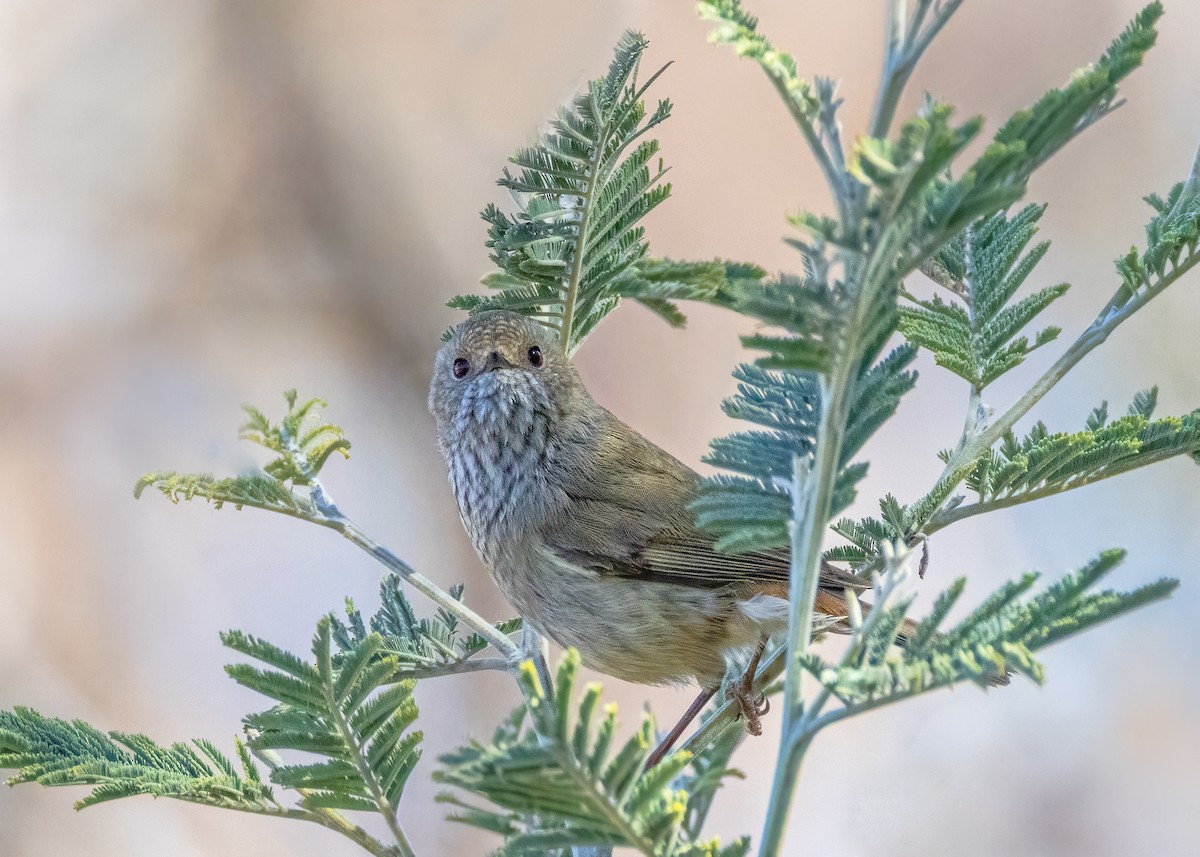 Brown Thornbill - ML623863042