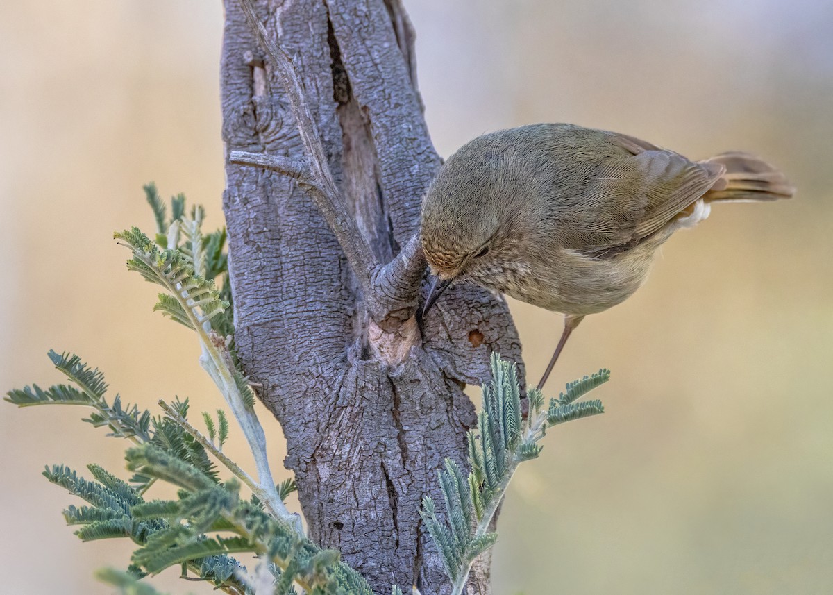 Brown Thornbill - ML623863043