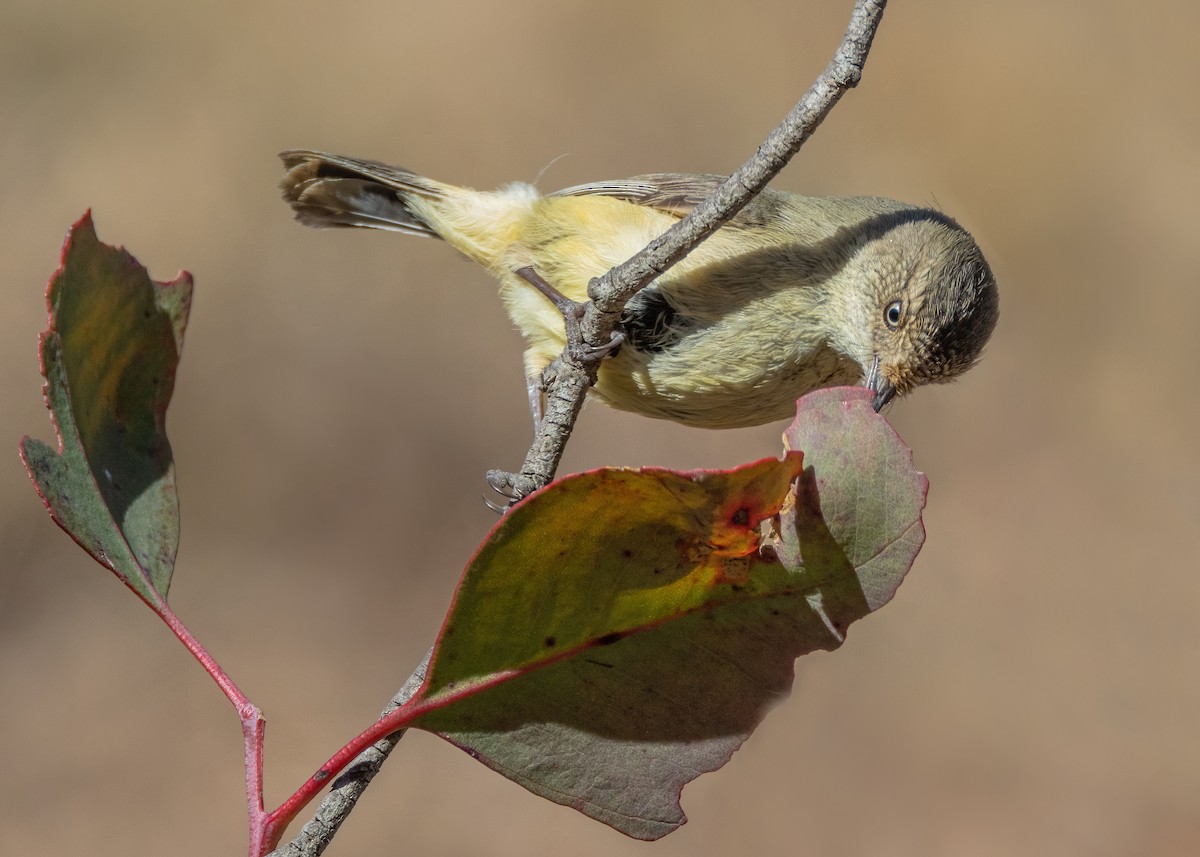 Buff-rumped Thornbill - ML623863048