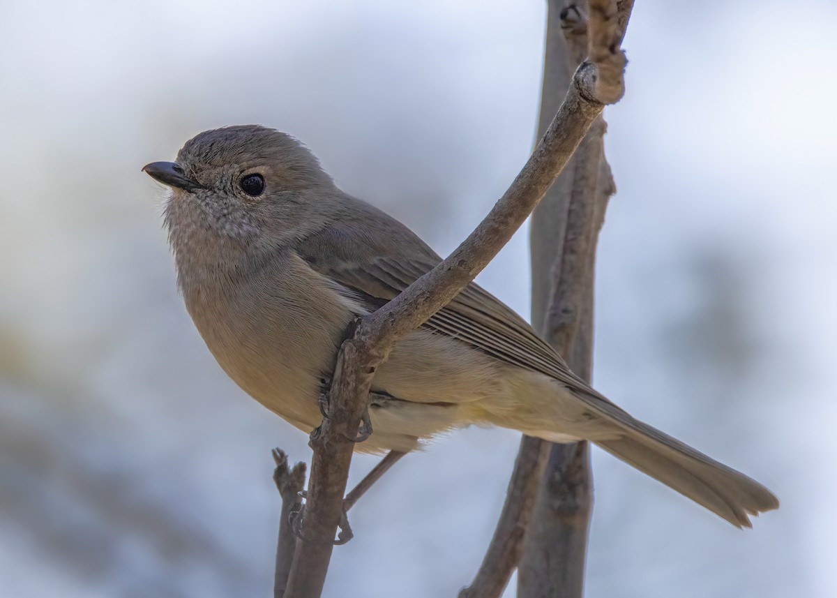 Golden Whistler - ML623863062