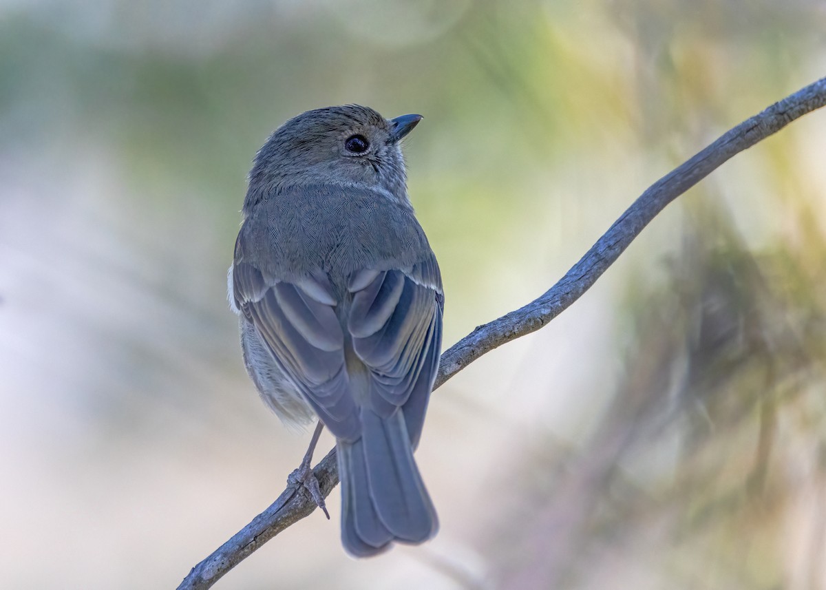 Golden Whistler - ML623863063