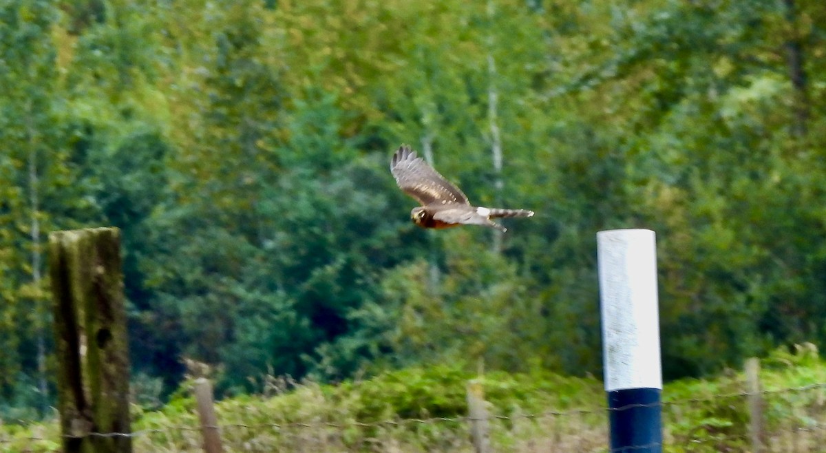 Northern Harrier - D/P    Sanford