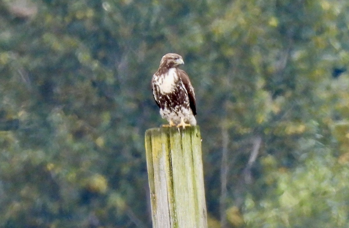 Red-tailed Hawk - ML623863078