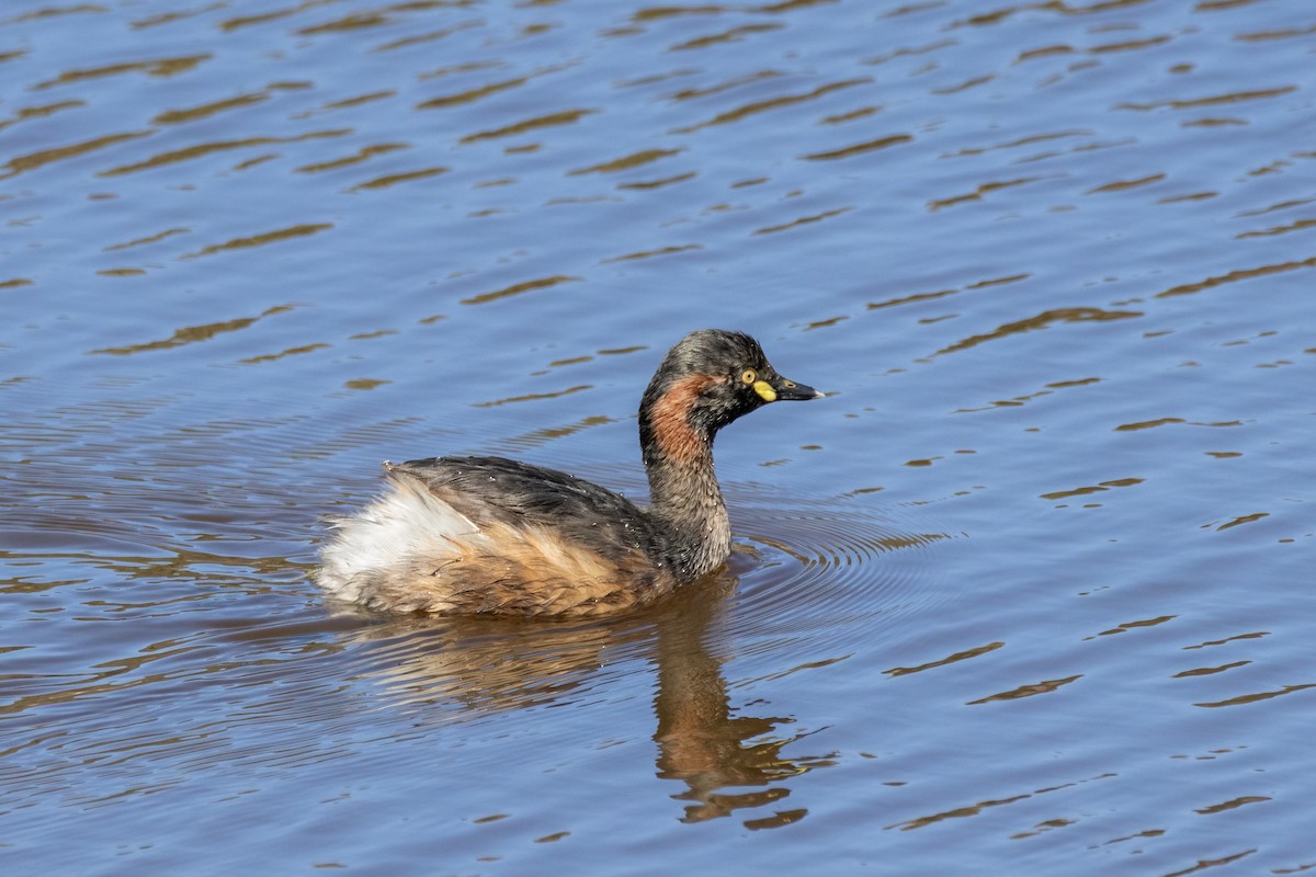 Australasian Grebe - ML623863111