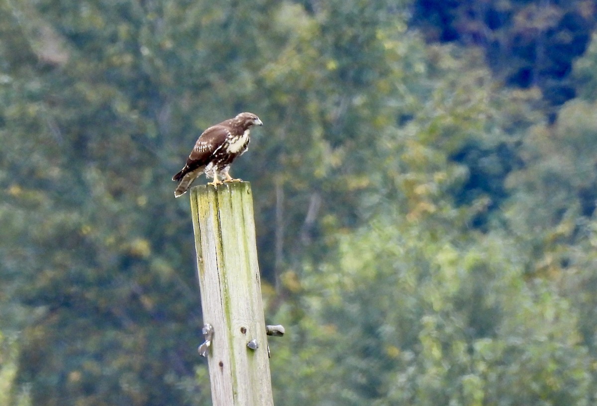 Red-tailed Hawk - ML623863128