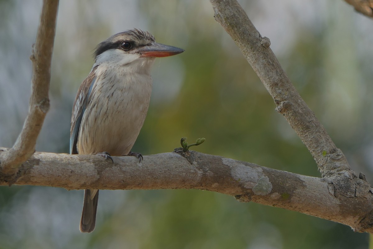 Striped Kingfisher - Mick Mellor