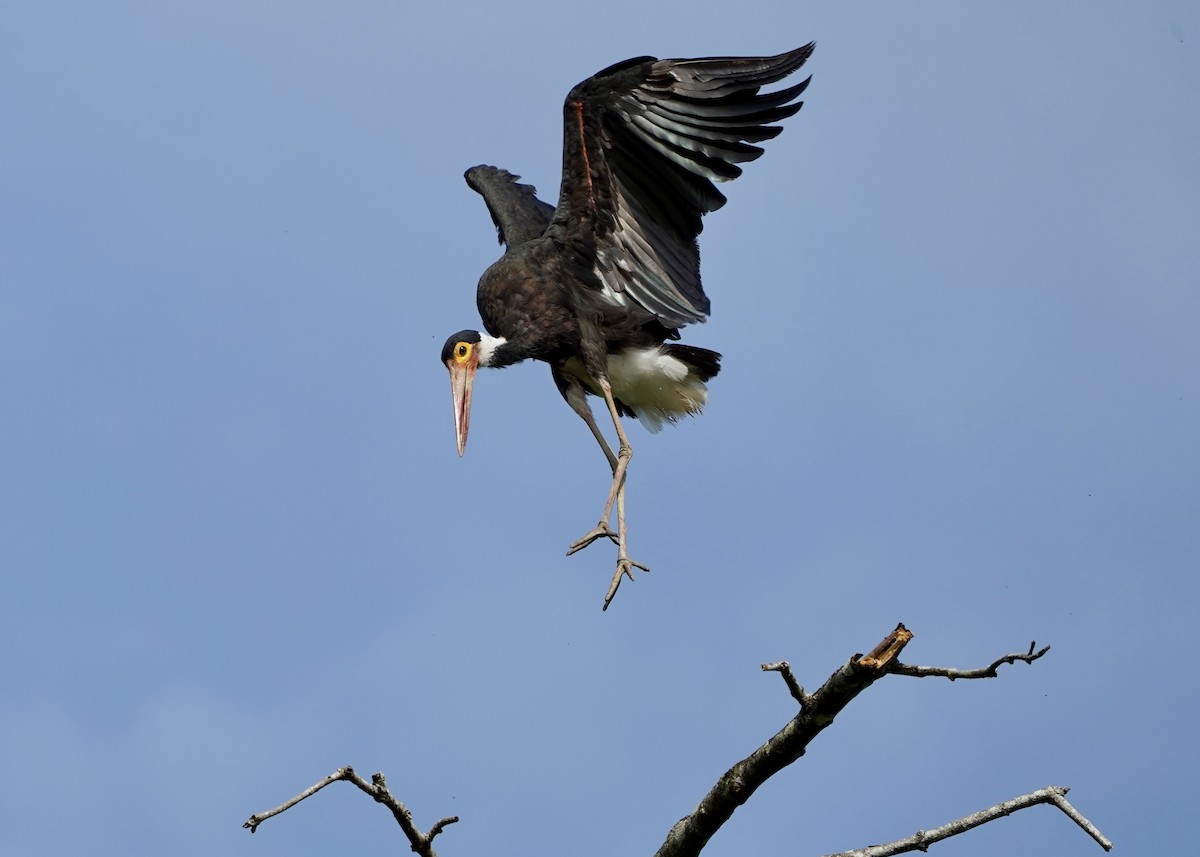 Storm's Stork - ML623863215