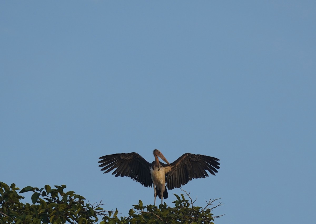 Lesser Adjutant - ML623863219