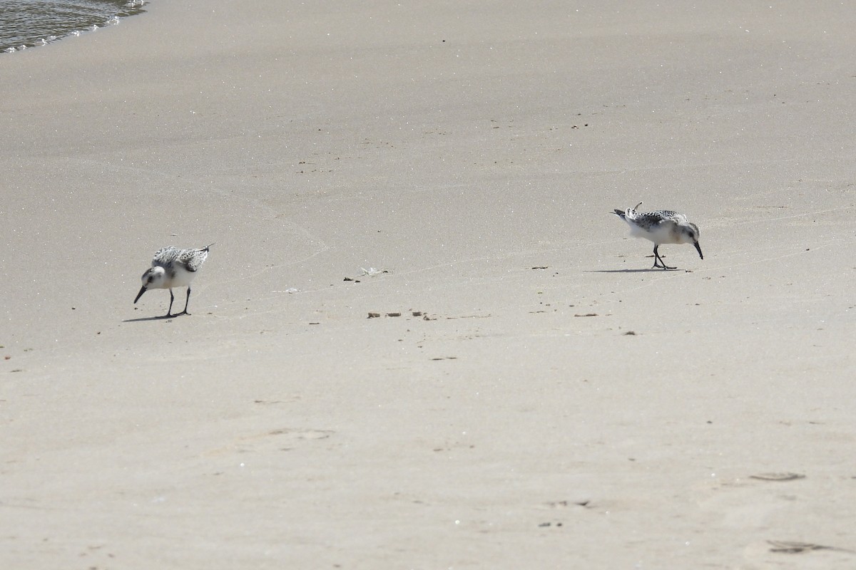 Bécasseau sanderling - ML623863246