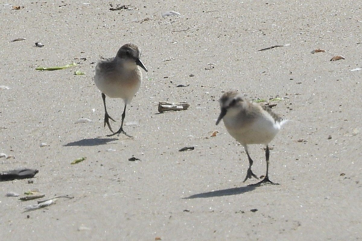 Semipalmated Sandpiper - Nancy Buis