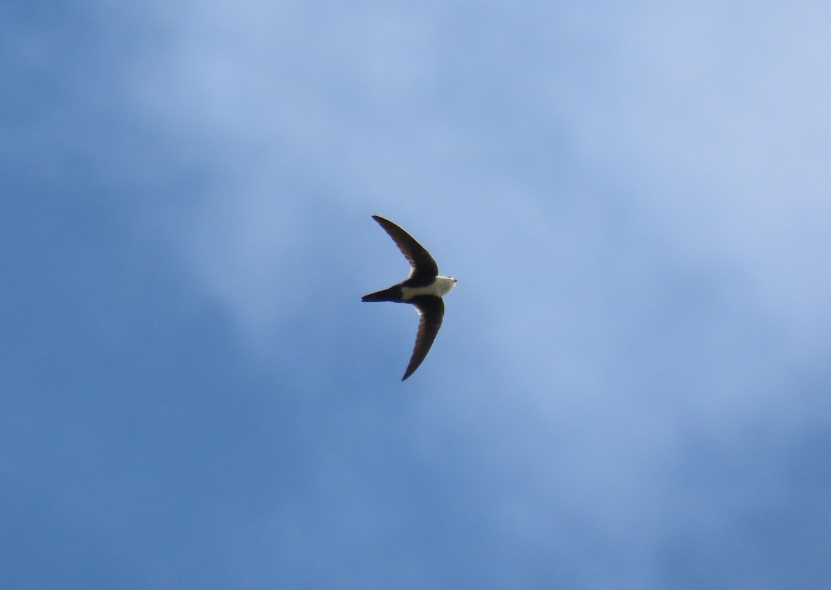 White-throated Swift - ML623863253