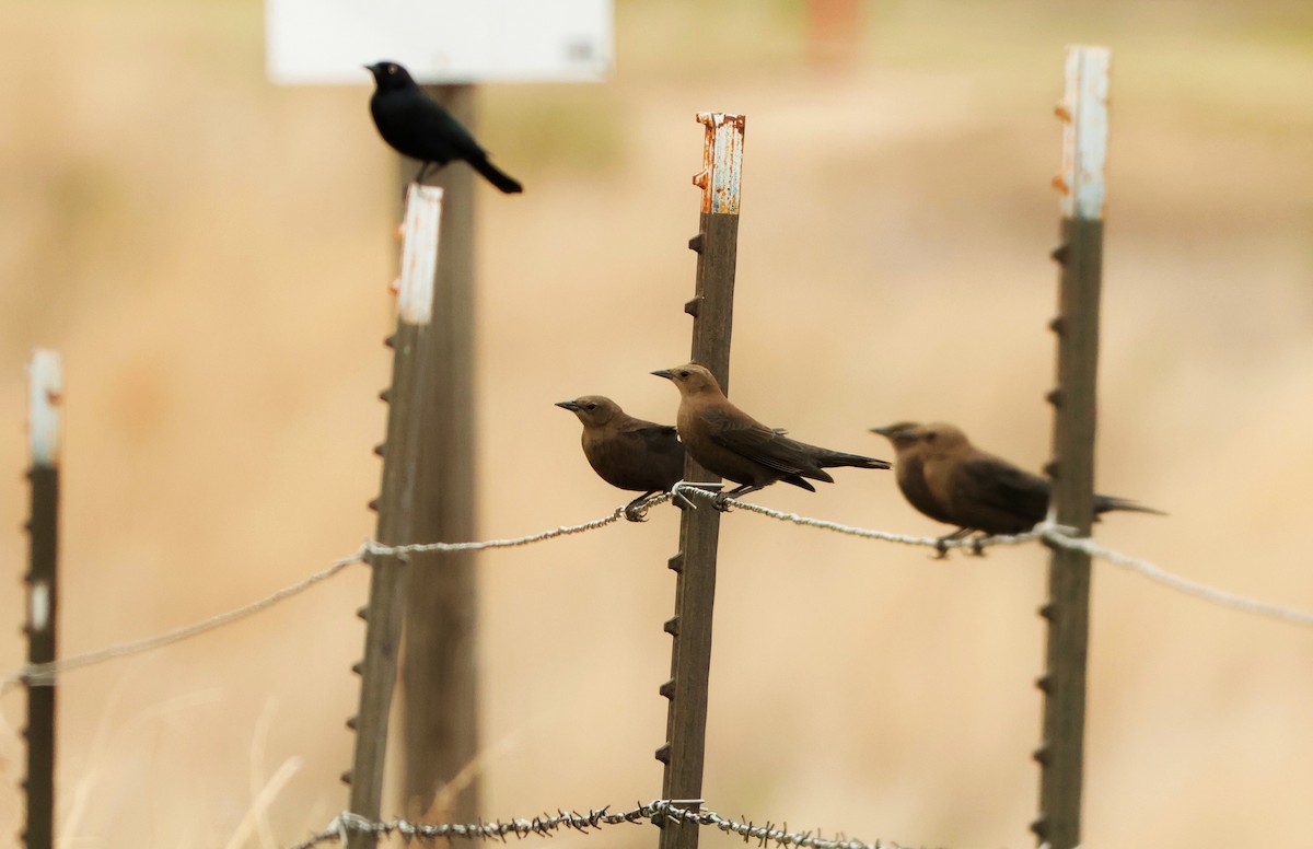 Brewer's Blackbird - ML623863259
