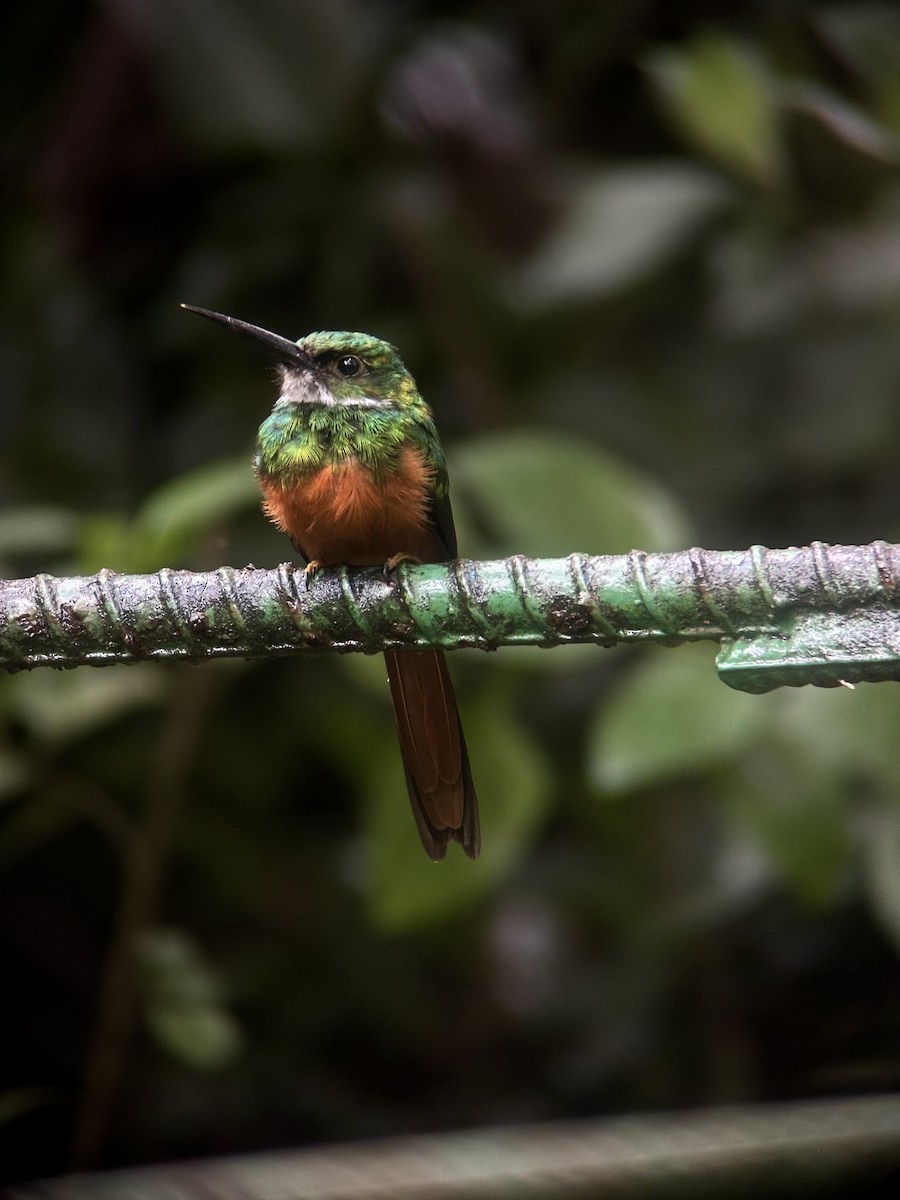 Rufous-tailed Jacamar - ML623863260