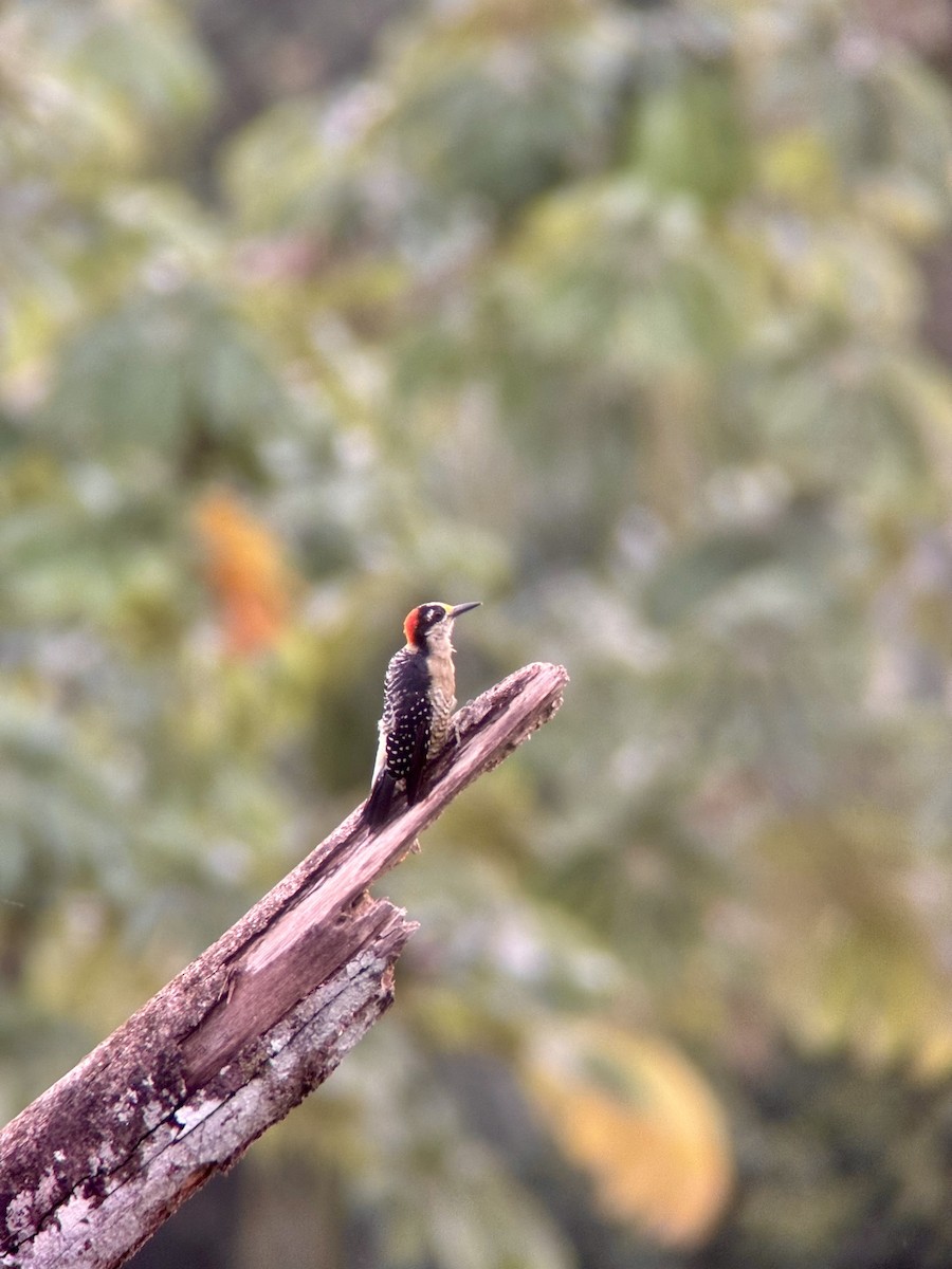 Black-cheeked Woodpecker - ML623863265