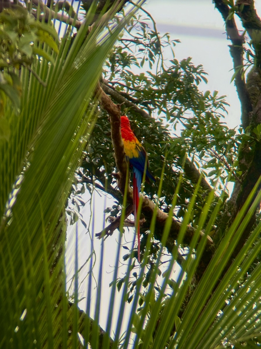 Scarlet Macaw - ML623863273