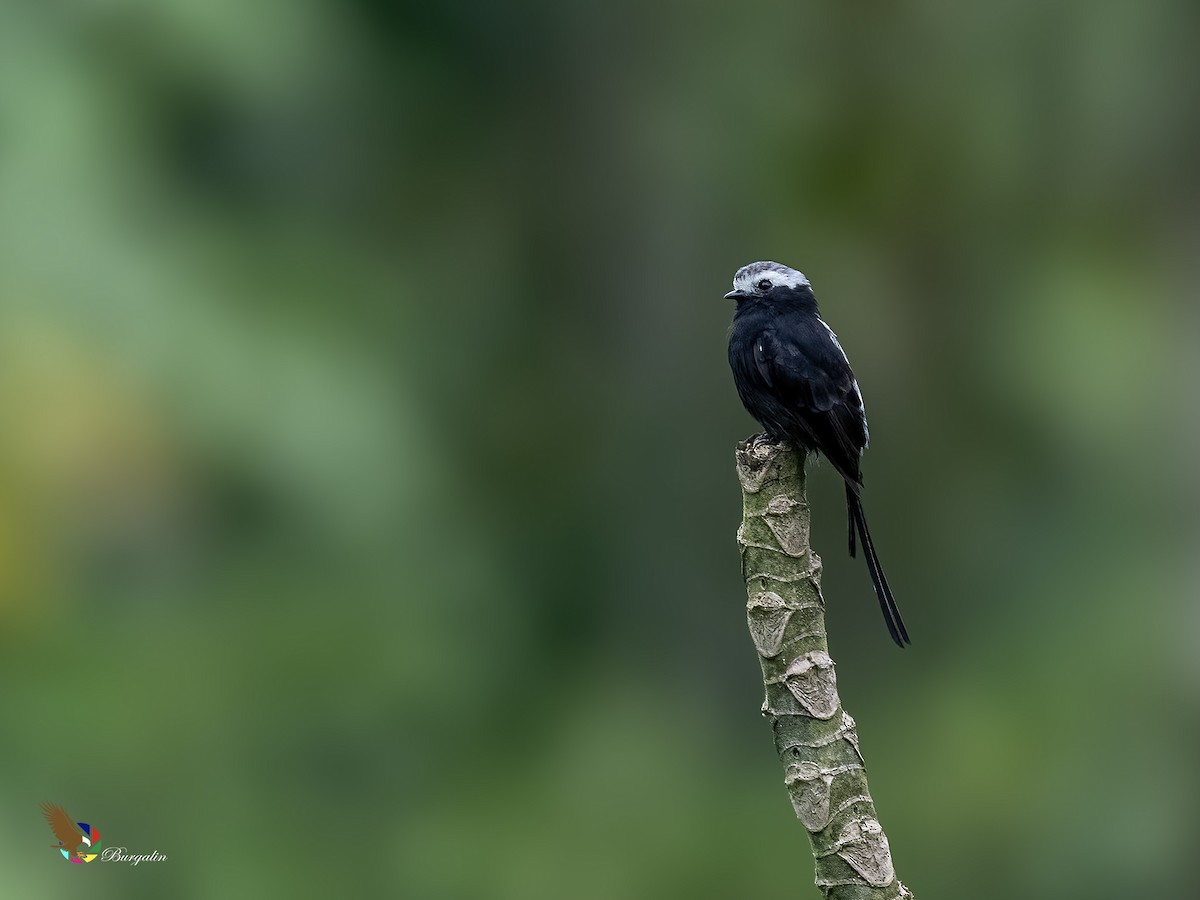 Long-tailed Tyrant - ML623863274