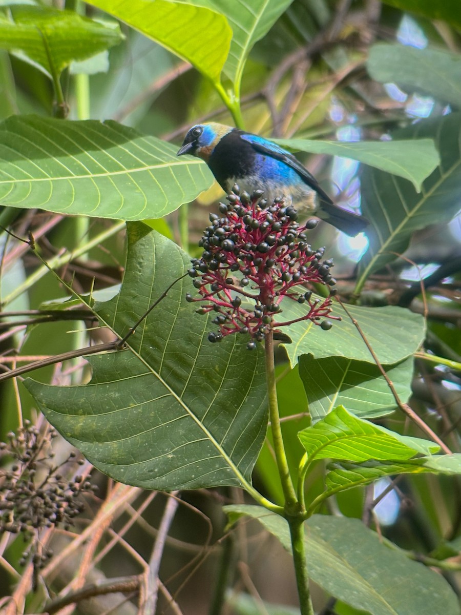 Golden-hooded Tanager - ML623863300