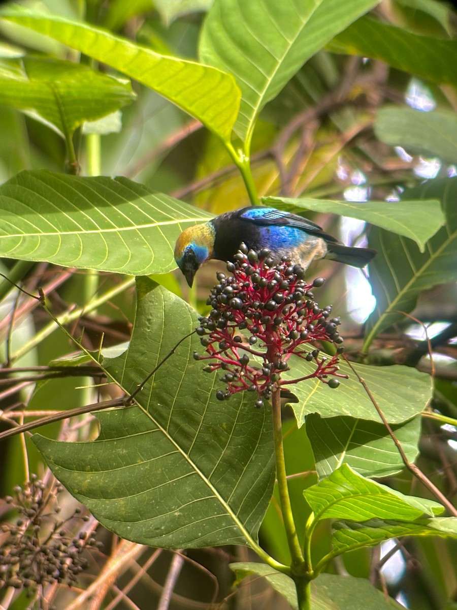 Golden-hooded Tanager - ML623863301