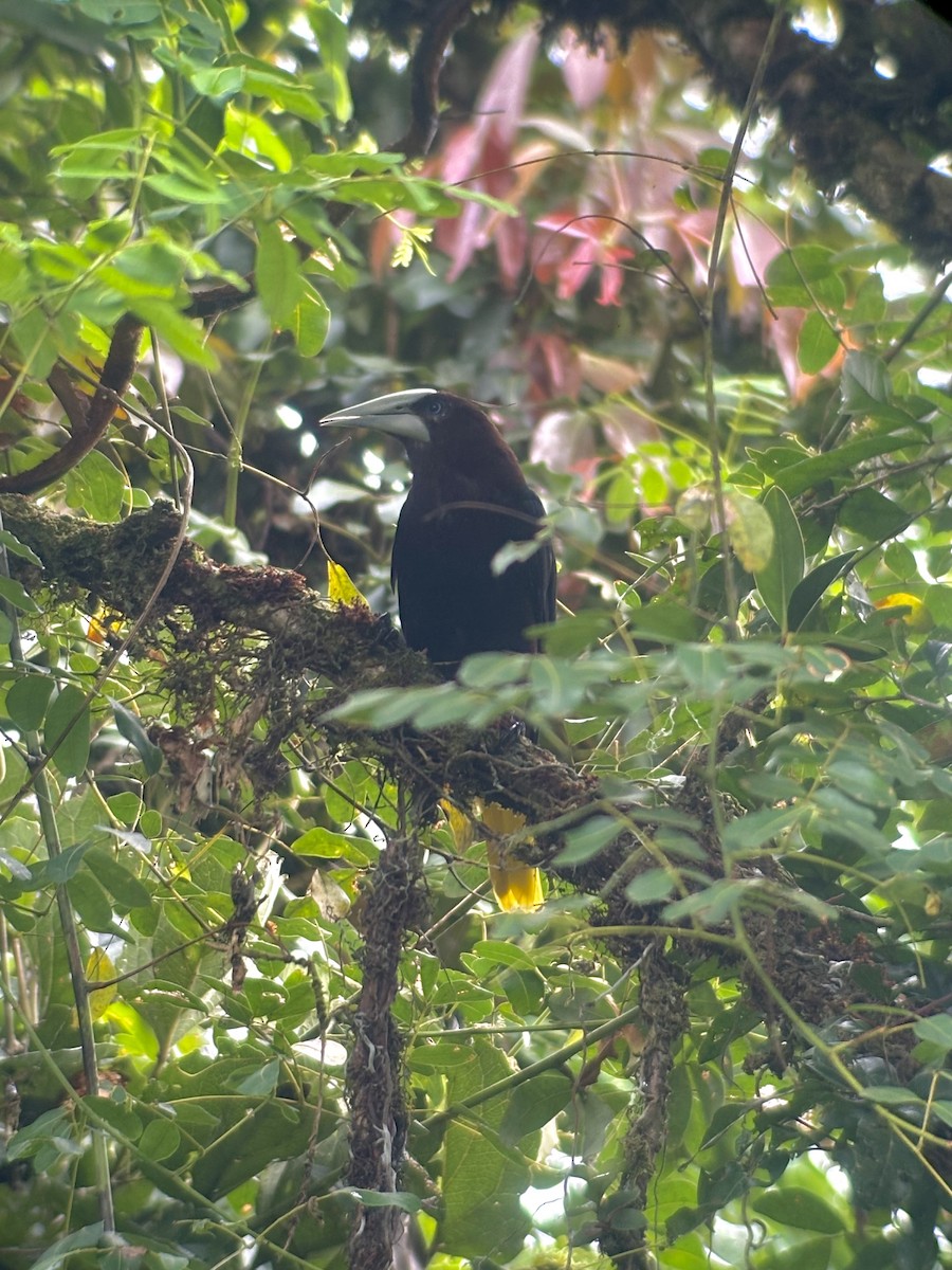 Chestnut-headed Oropendola - ML623863310