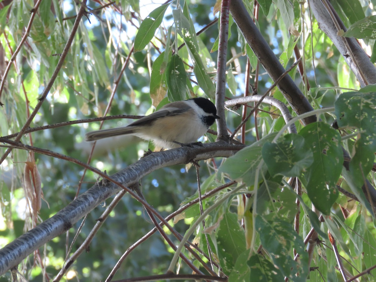 Black-capped Chickadee - ML623863320