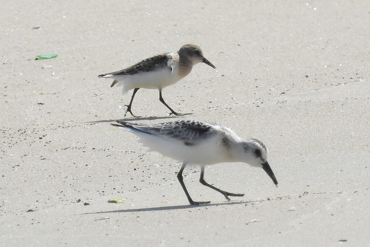 Semipalmated Sandpiper - ML623863321