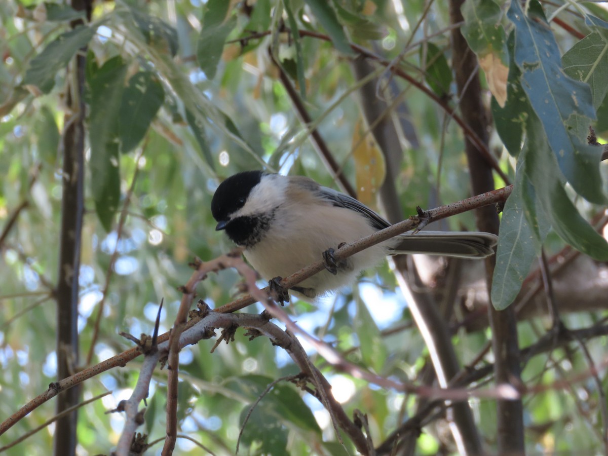 Black-capped Chickadee - ML623863323