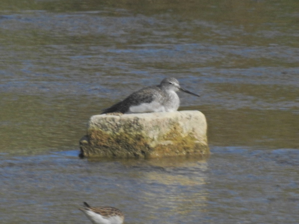 Greater Yellowlegs - ML623863324