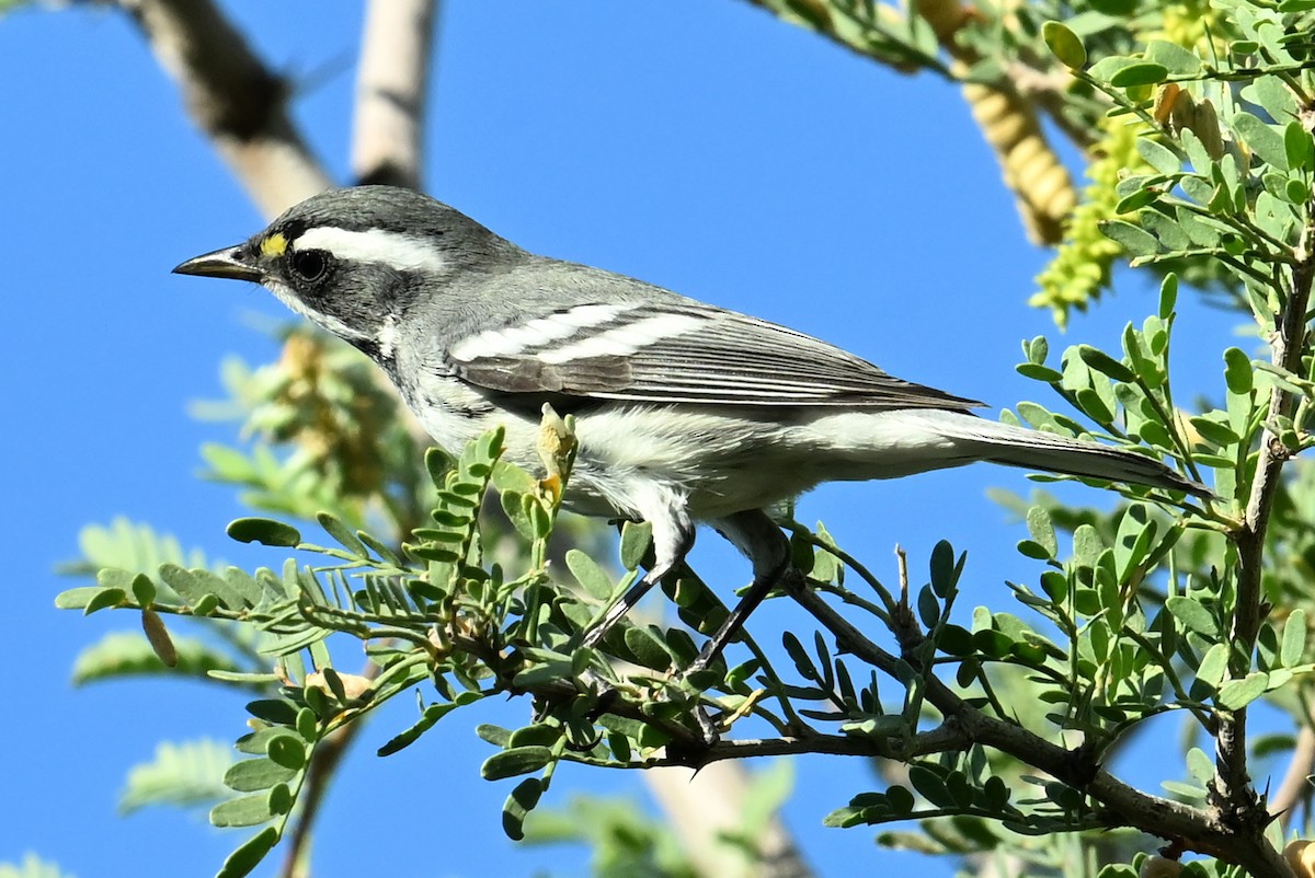 Black-throated Gray Warbler - ML623863332