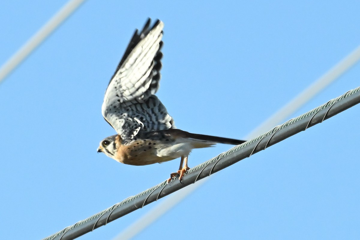 American Kestrel - ML623863334