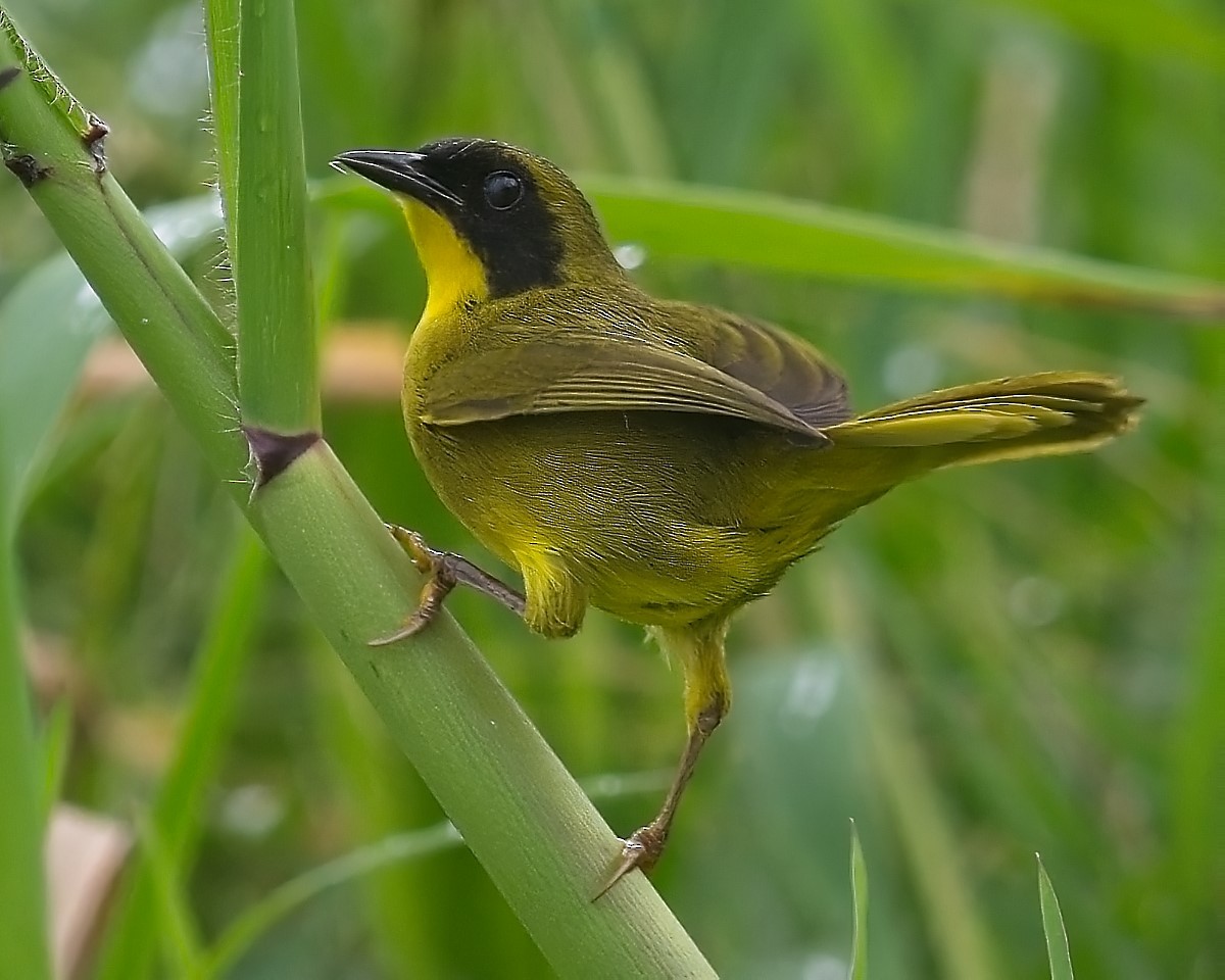 Olive-crowned Yellowthroat - ML623863335