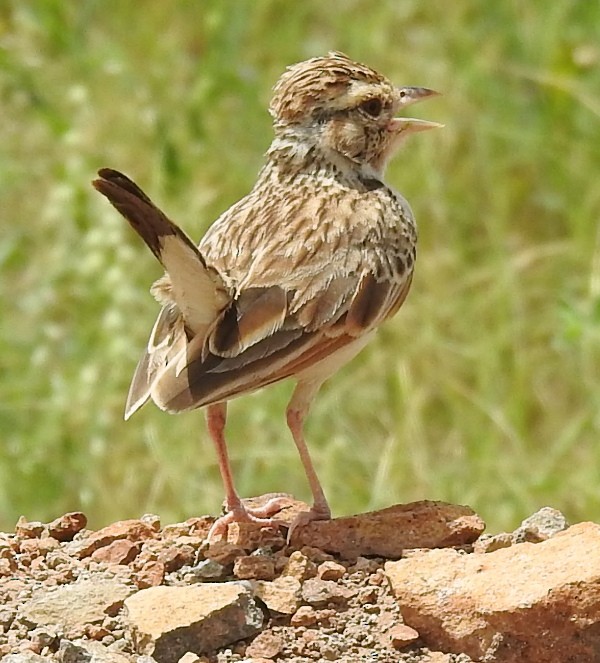 Indian Bushlark - ML623863339