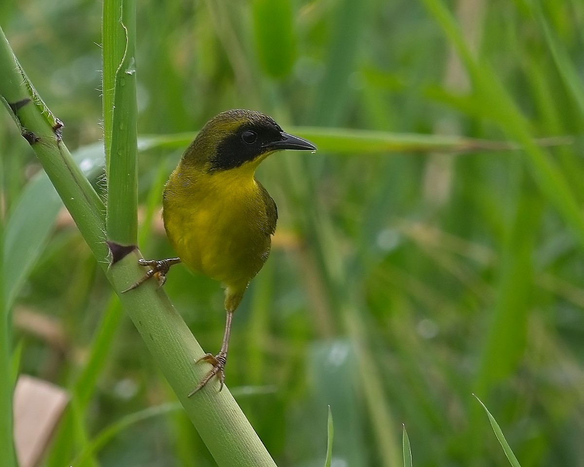 Olive-crowned Yellowthroat - ML623863340