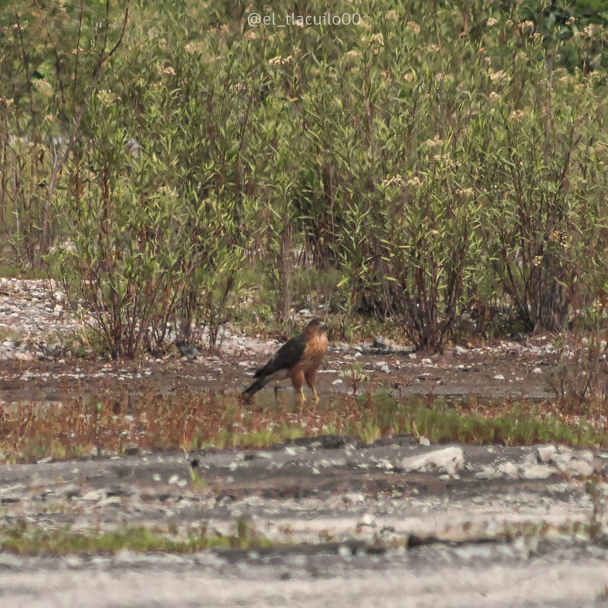 Cooper's Hawk - ML623863341