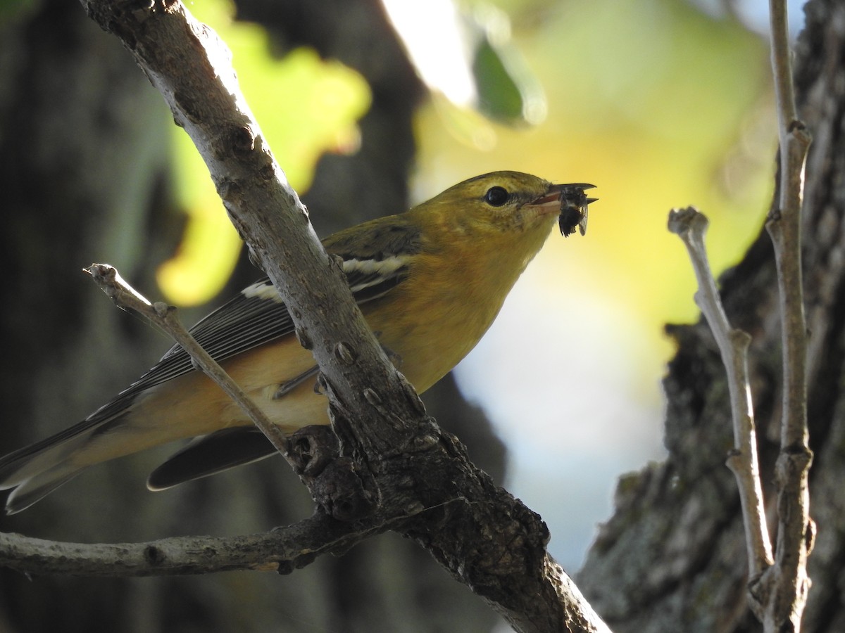 Bay-breasted Warbler - ML623863353