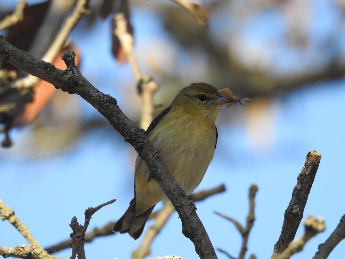 Bay-breasted Warbler - ML623863363