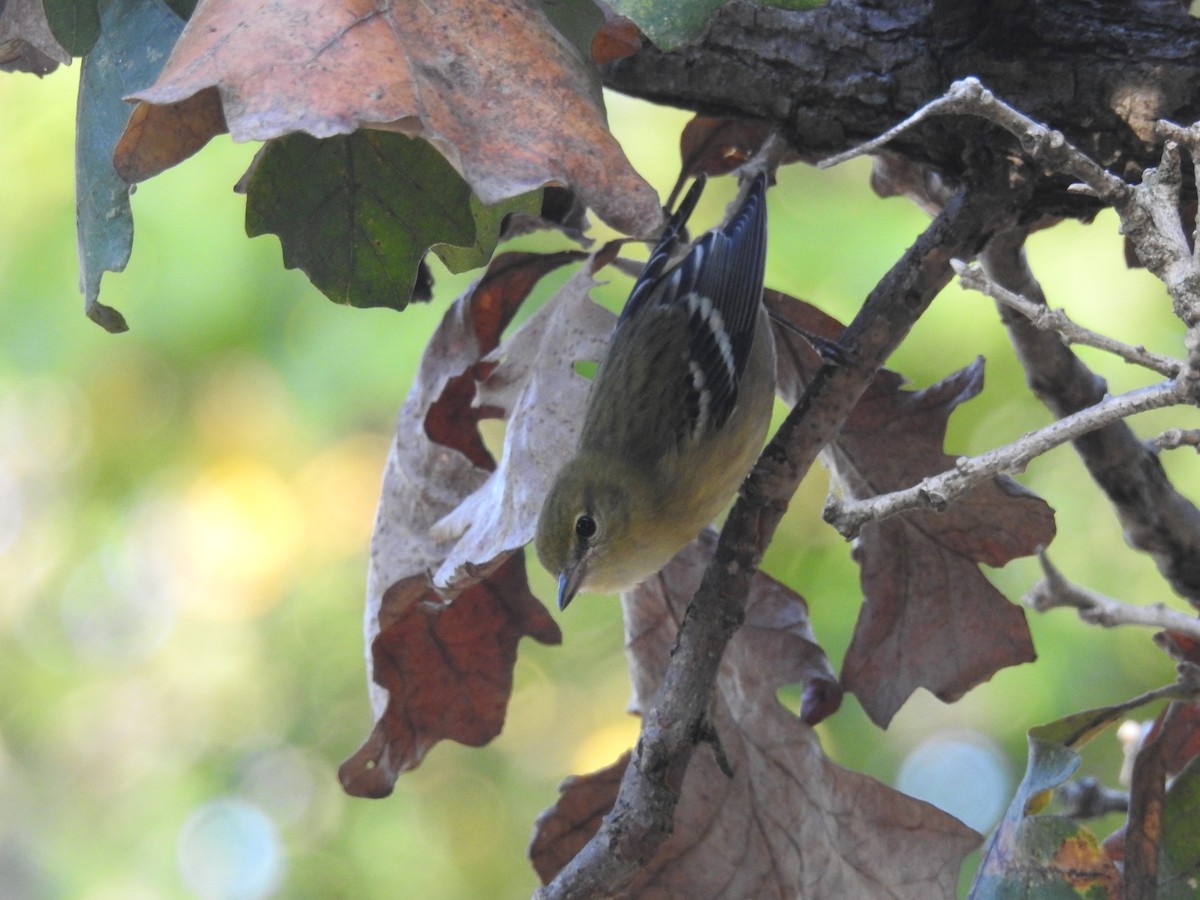 Bay-breasted Warbler - ML623863364