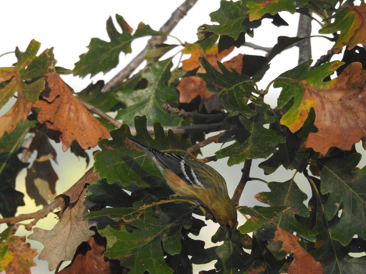 Bay-breasted Warbler - ML623863365