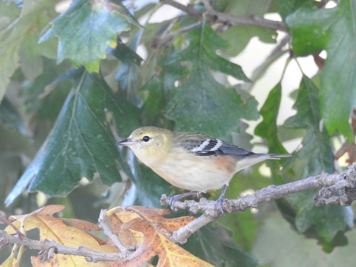 Bay-breasted Warbler - ML623863367