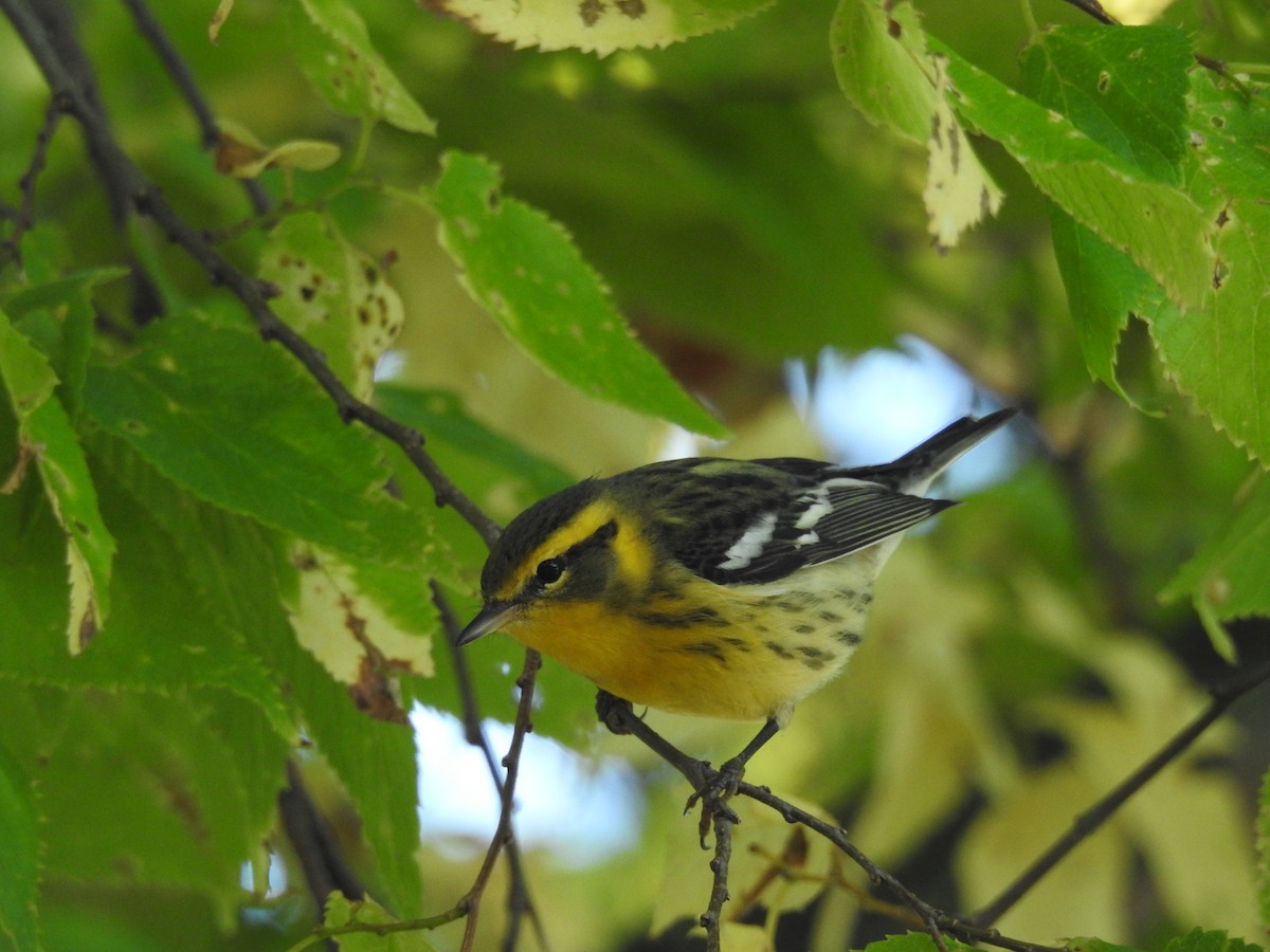 Blackburnian Warbler - ML623863376