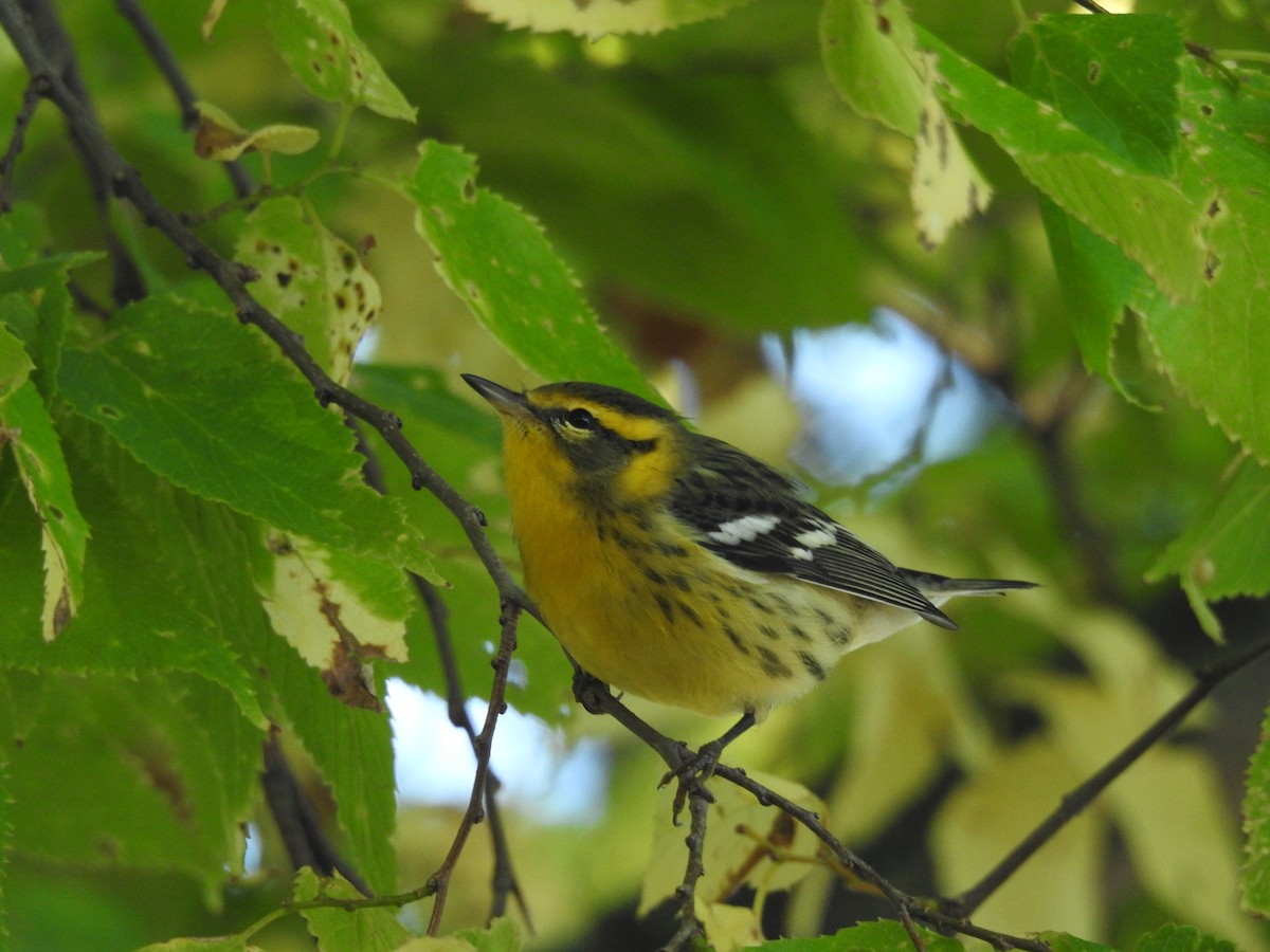 Blackburnian Warbler - ML623863379