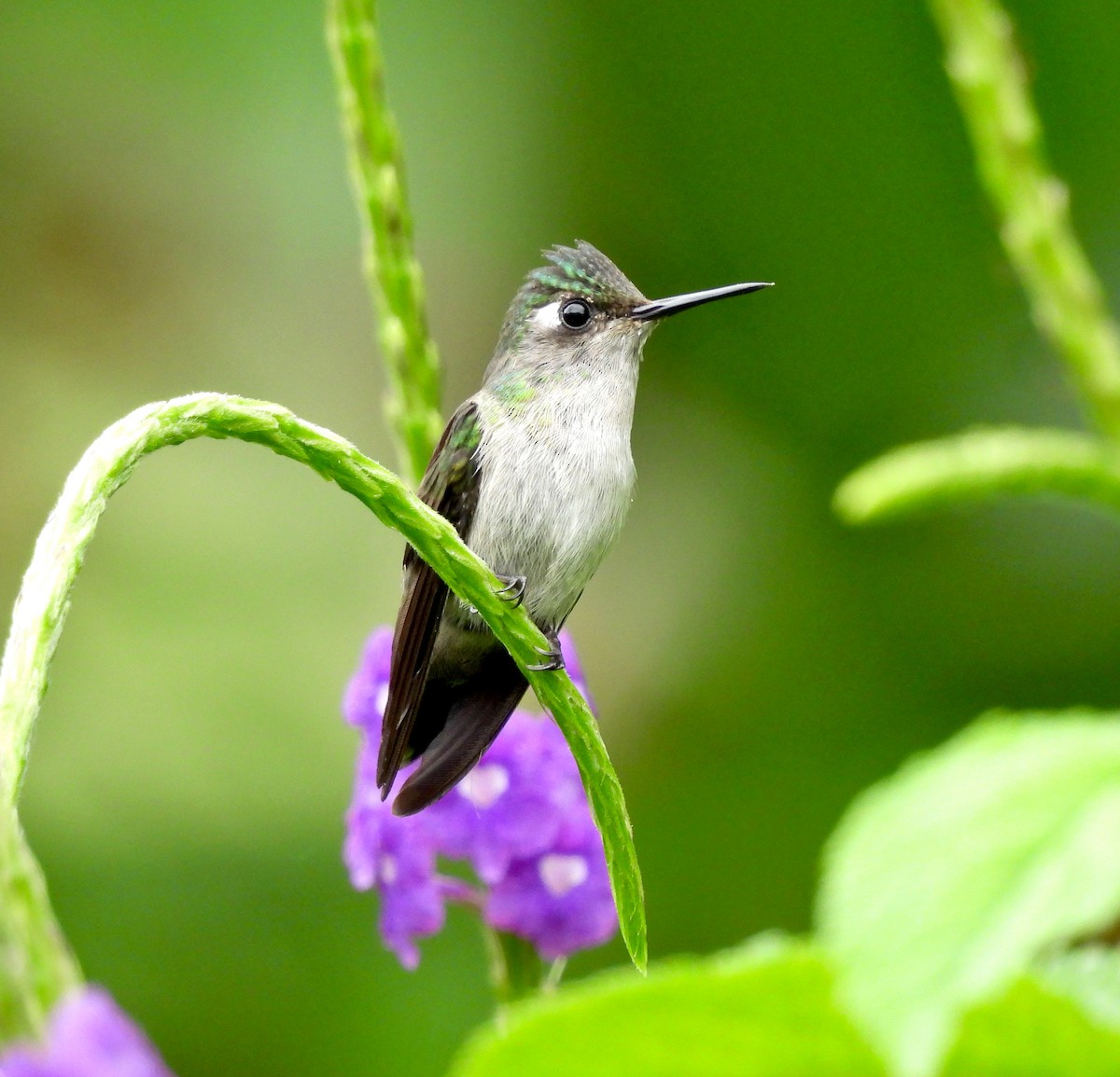 Colibrí Cabeciazul - ML623863422