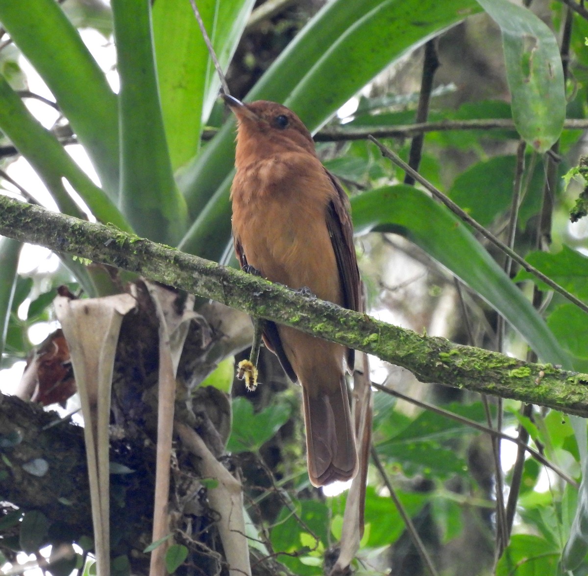 Rufous Mourner - ML623863426