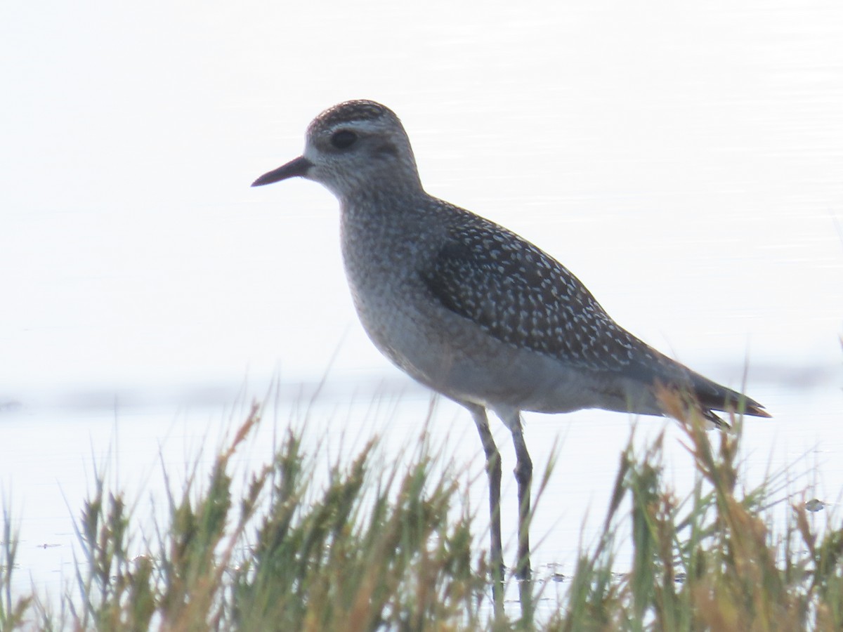 American Golden-Plover - Bryant Olsen