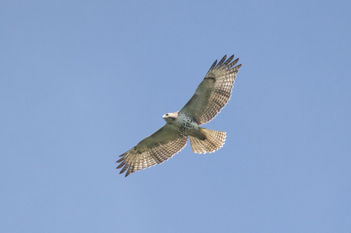 Red-tailed Hawk - ML623863506