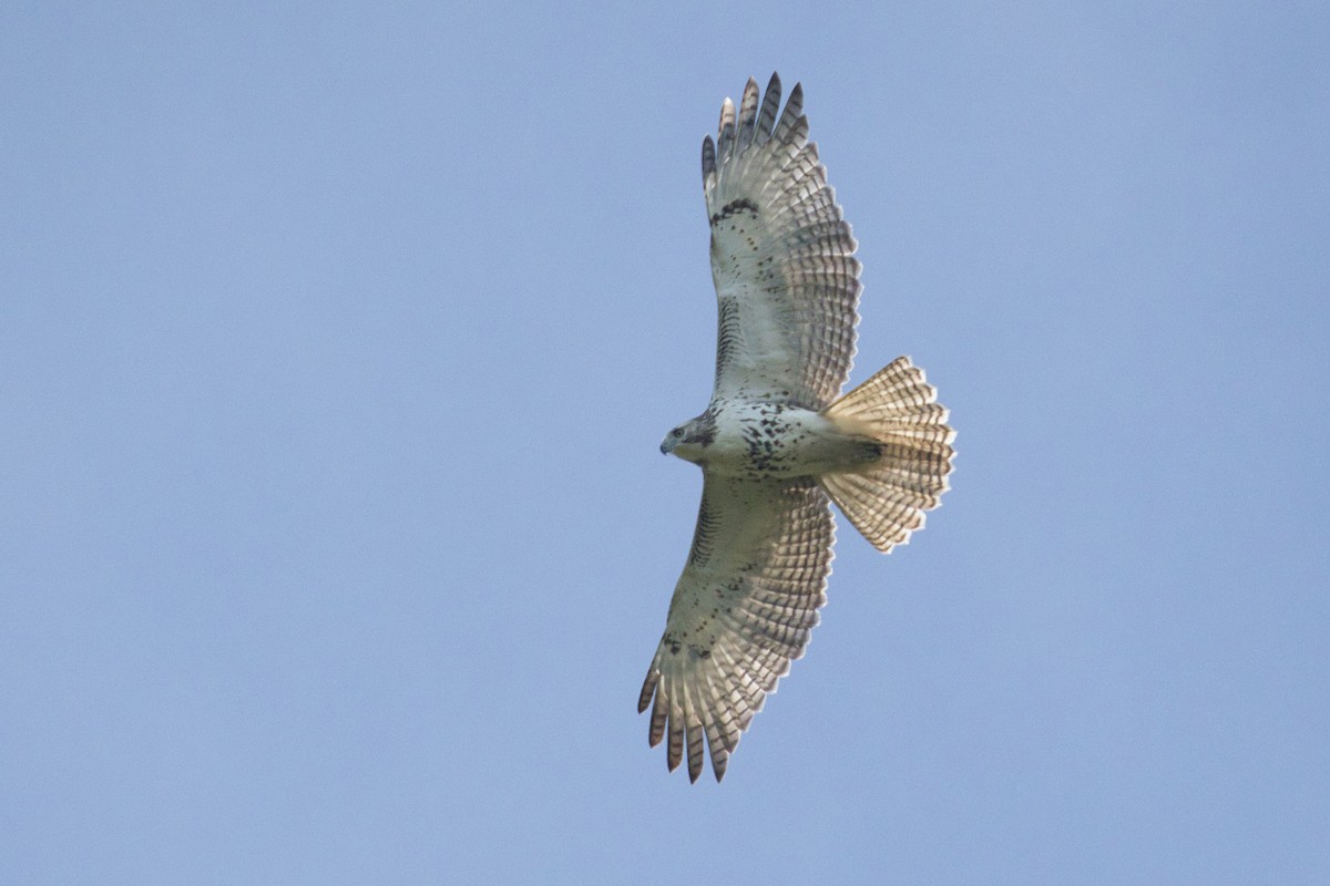 Red-tailed Hawk - ML623863507