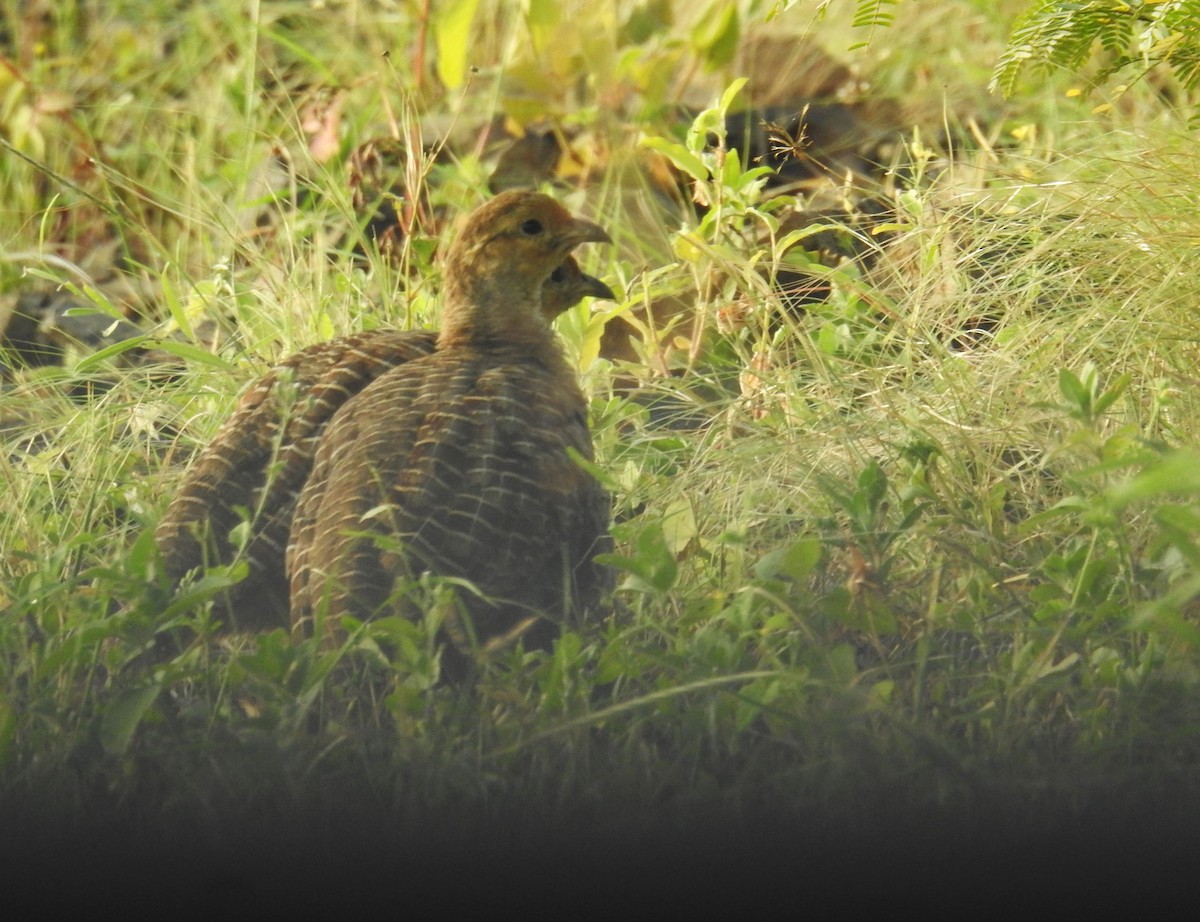 Gray Francolin - ML623863563